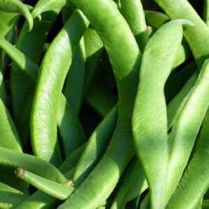 Judía verde plana