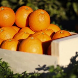 Naranja Navelina de Lebrija